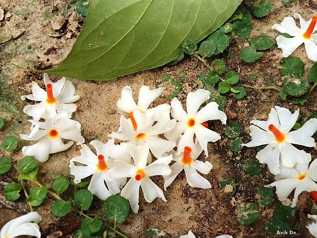 Naturogin Parijatha Flower | Puvvu