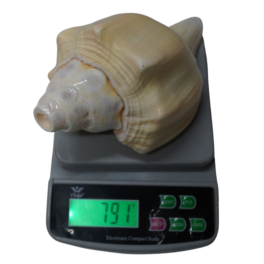 Curved Vishnu Shankh Rare Design for Puja