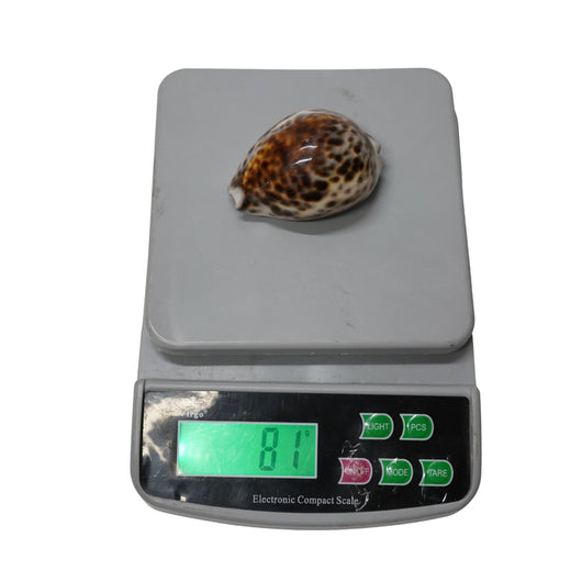 Kaudi (Cowrie Shell) for Puja, Tantra & Vastu ( pack of 4)