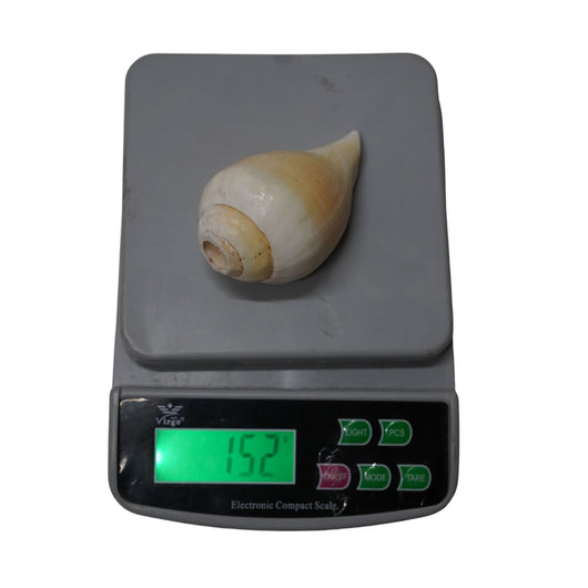Mahabharat Shankh | Traditional Hindu Puja Conch