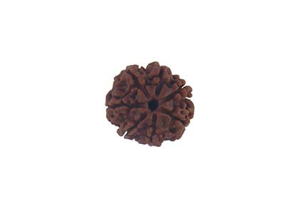 Patanjali 7 Mukhi Rudraksha Without Cap