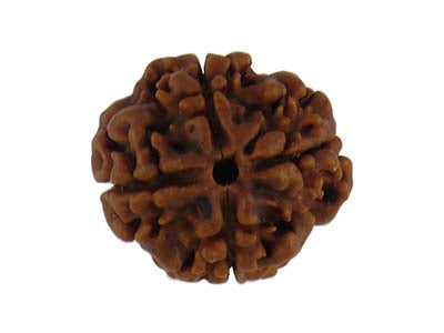 Patanjali 4 Mukhi Rudraksha Without Cap