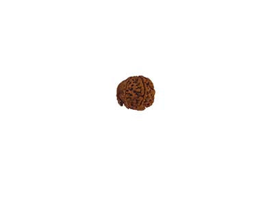 Patanjali Ganesh Rudraksha Without Cap