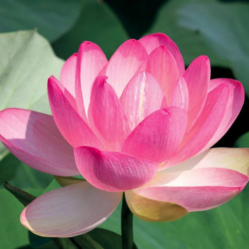 Fresh Lotus Flower For Pooja