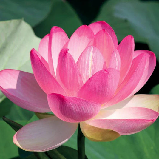 Fresh Lotus Flower For Pooja