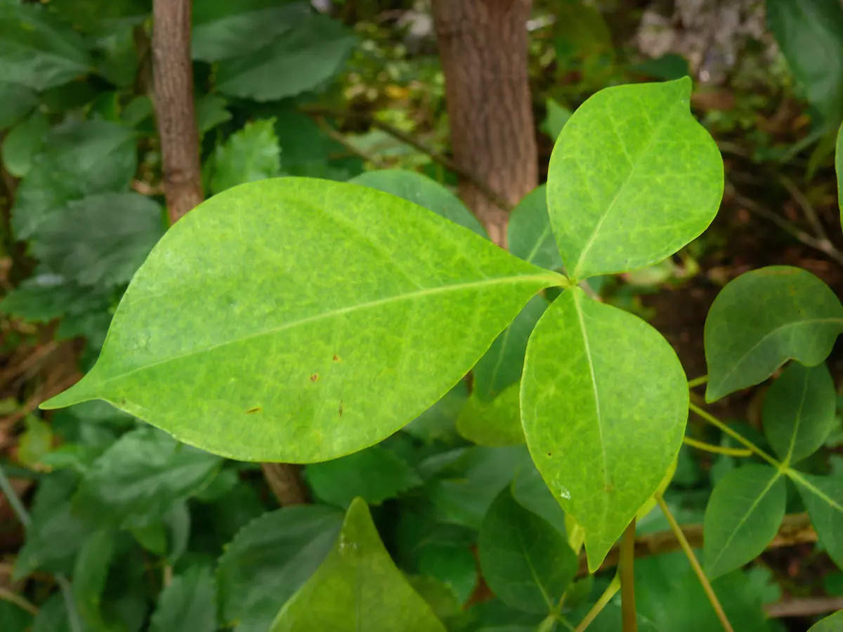 Bilva | Beil | Bel Patra leaves