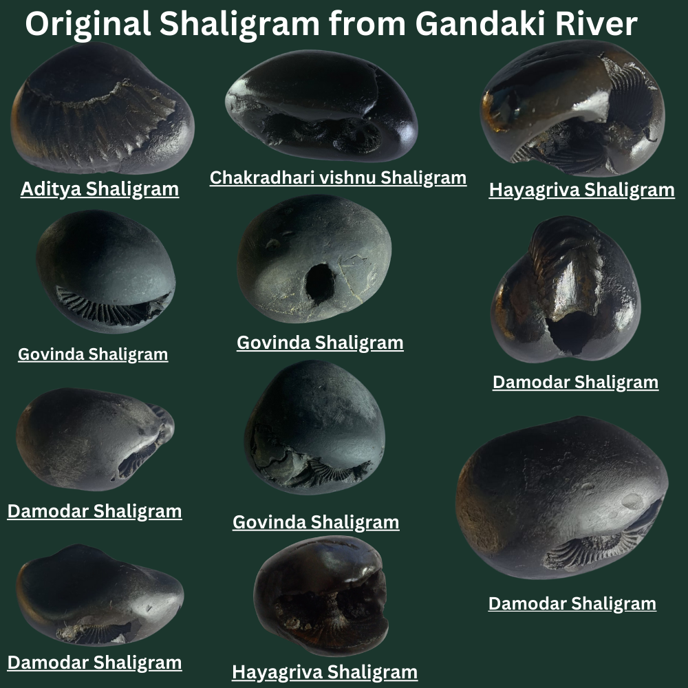 Gandaki River Govinda Shaligram - PUSHMYCART