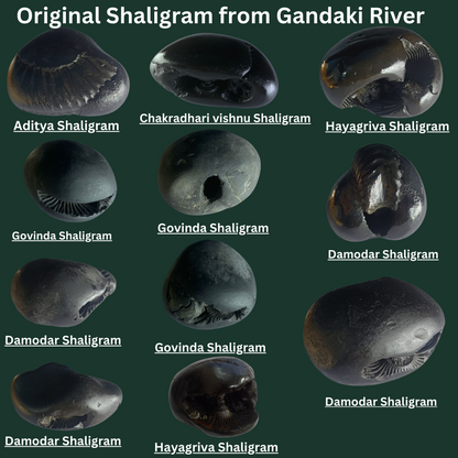 Original Hayagriva Shaligram from Gandaki River - PUSHMYCART
