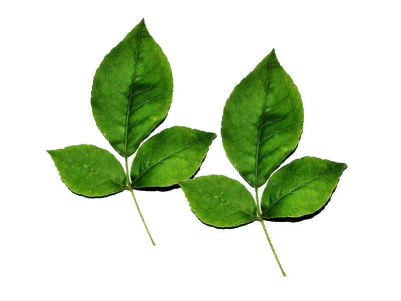 Bilva | Beil | Bel Patra leaves