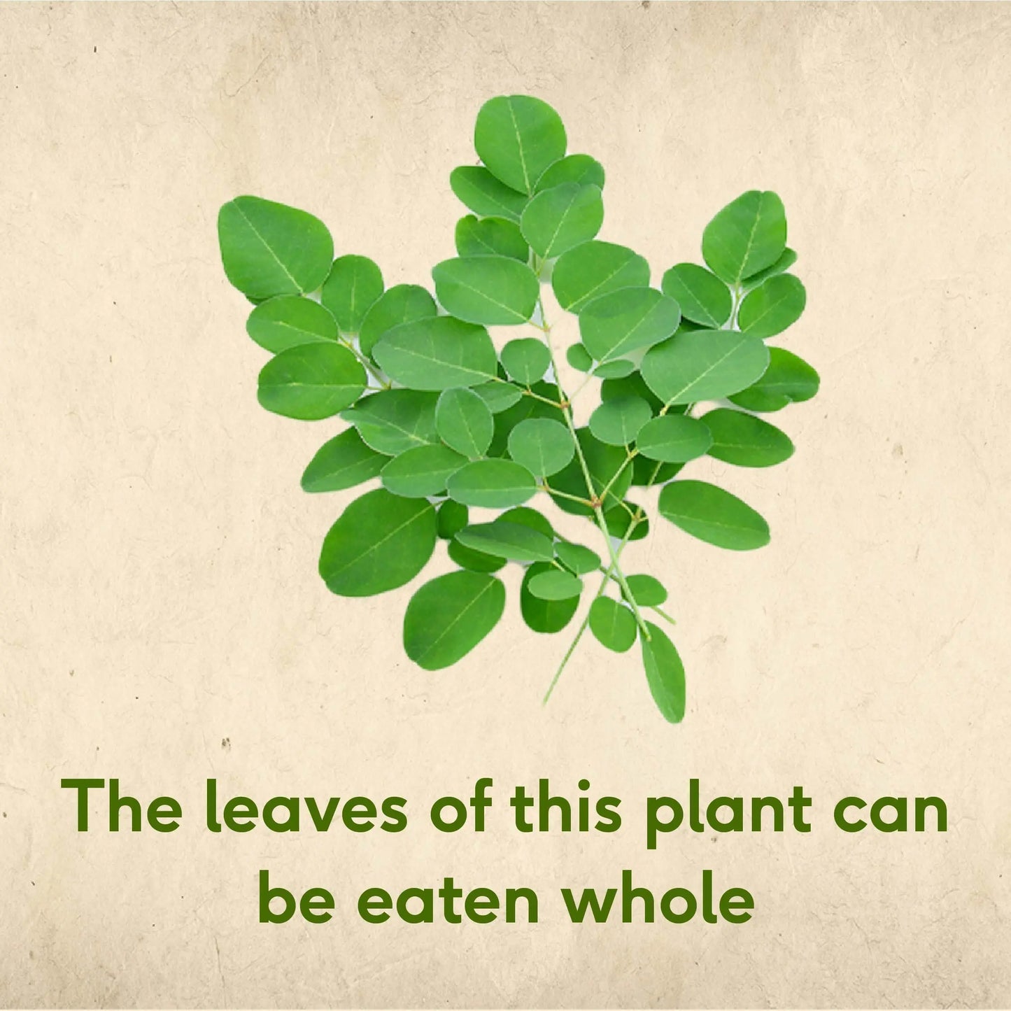 Sri Sri Tattva Moringa Powder