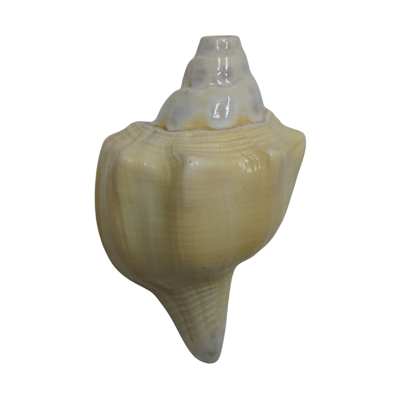Curved Vishnu Shankh Rare Design for Puja
