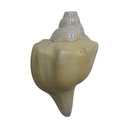 Curved Vishnu Shankh Rare Design for Puja