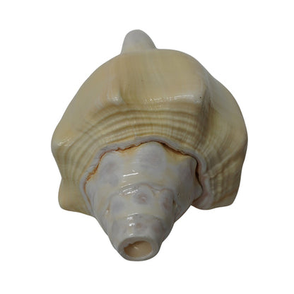 Curved Vishnu Shankh Rare Design for Puja