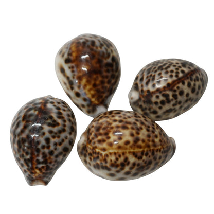 Kaudi (Cowrie Shell) for Puja, Tantra & Vastu (  pack of 4)