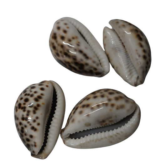 Kaudi (Cowrie Shell) for Puja, Tantra & Vastu (  pack of 4)