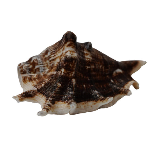 Panchmukhi Shankh for Puja | Sacred Hindu Conch Shell