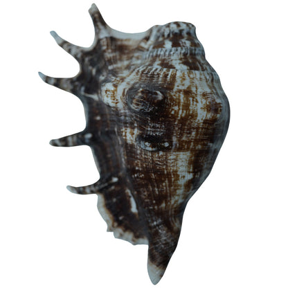 Panchmukhi Shankh for Puja | Sacred Hindu Conch Shell