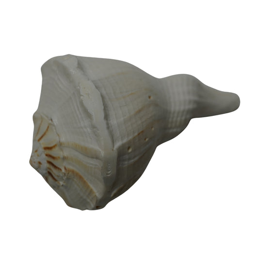 Panchmukhi Shankh for Worship & Vastu Use