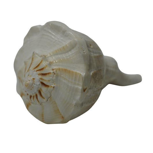 Panchmukhi Shankh for Worship & Vastu Use