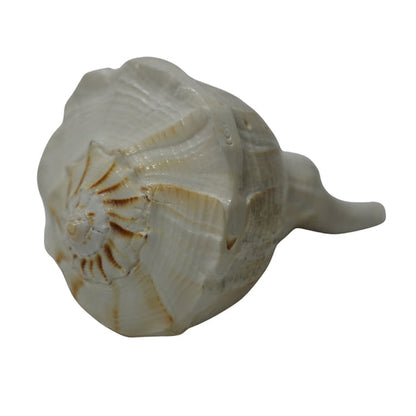 Panchmukhi Shankh for Worship & Vastu Use