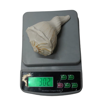 Panchmukhi Shankh for Worship & Vastu Use