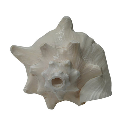Laxmi Shankh for Wealth & Prosperity | Puja Conch
