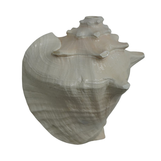 Laxmi Shankh for Wealth & Prosperity | Puja Conch