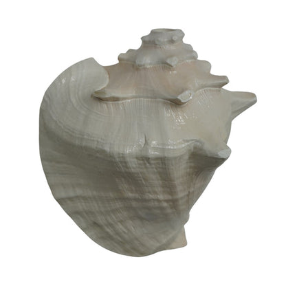 Laxmi Shankh for Wealth & Prosperity | Puja Conch