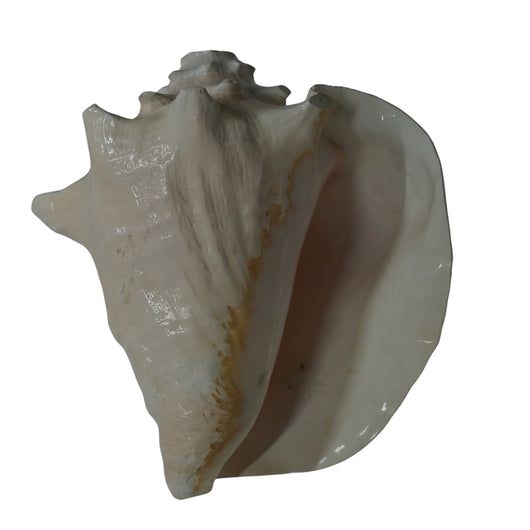 Laxmi Shankh for Wealth & Prosperity | Puja Conch