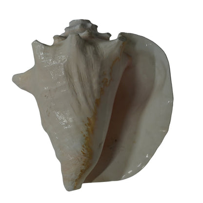 Laxmi Shankh for Wealth & Prosperity | Puja Conch