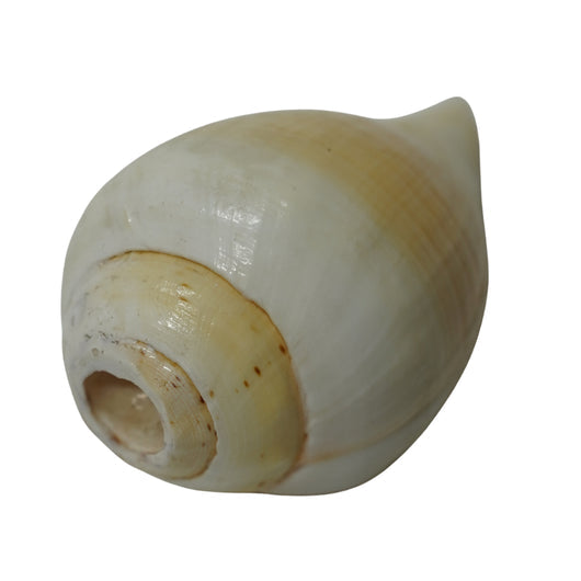 Mahabharat Shankh | Traditional Hindu Puja Conch