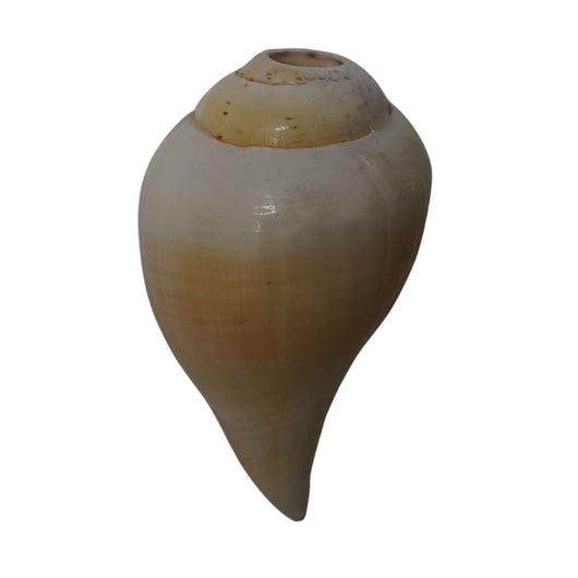Mahabharat Shankh | Traditional Hindu Puja Conch