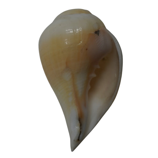 Mahabharat Shankh | Traditional Hindu Puja Conch