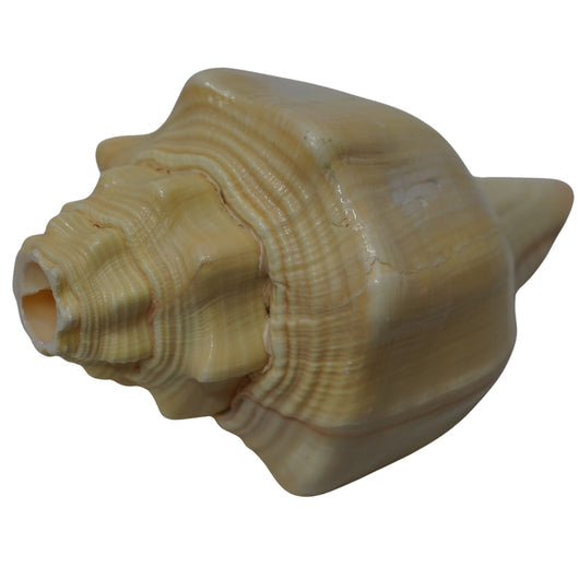 Vishnu Shankh Natural Conch Shell for Ritual Use