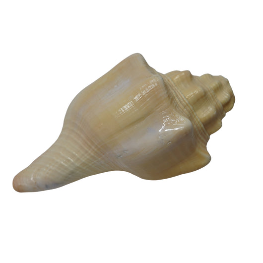 Vishnu Shankh Natural Conch Shell for Ritual Use