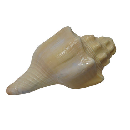 Vishnu Shankh Natural Conch Shell for Ritual Use