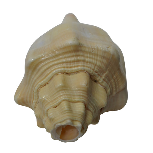 Vishnu Shankh Natural Conch Shell for Ritual Use