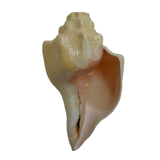 Vishnu Shankh Natural Conch Shell for Ritual Use