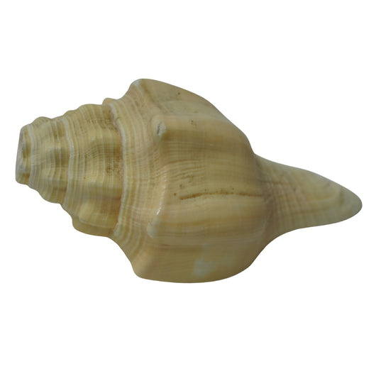 Vishnu Shankh Natural Conch Shell for Ritual Use
