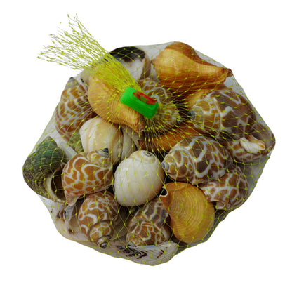 Shankh Seepiya Collection | Natural Sea Shells (  pack of 4)