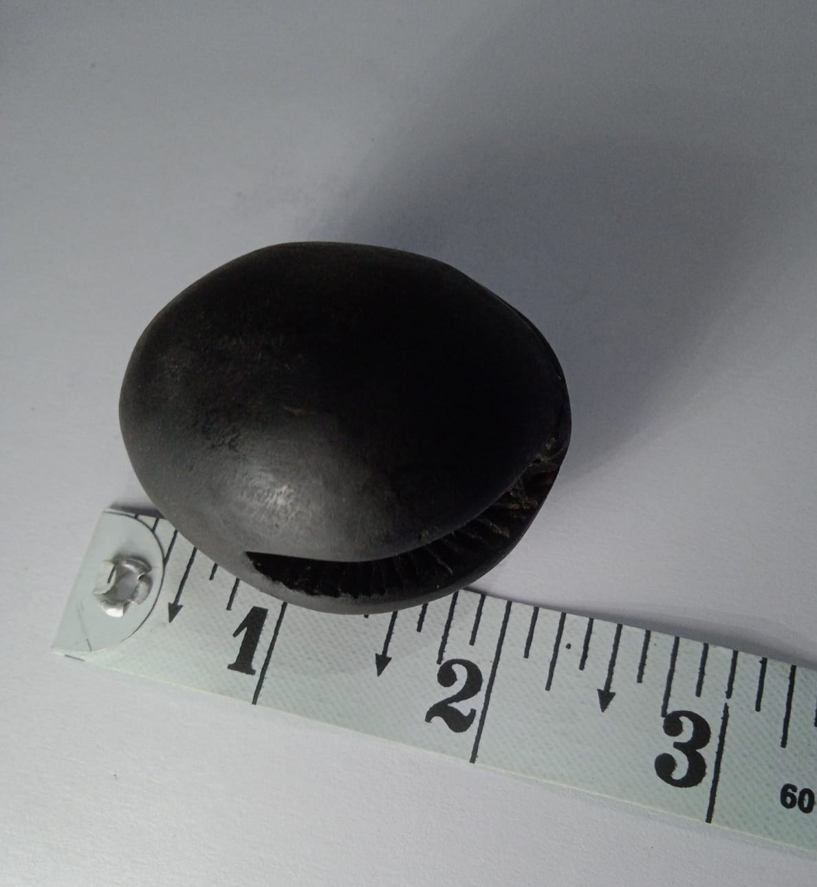 Gandaki River Govinda Shaligram - PUSHMYCART