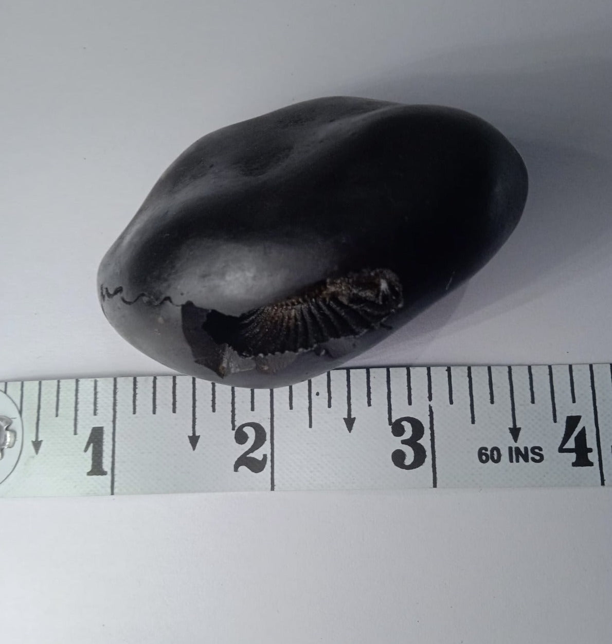 Damodar Shaligram 121g - PUSHMYCART