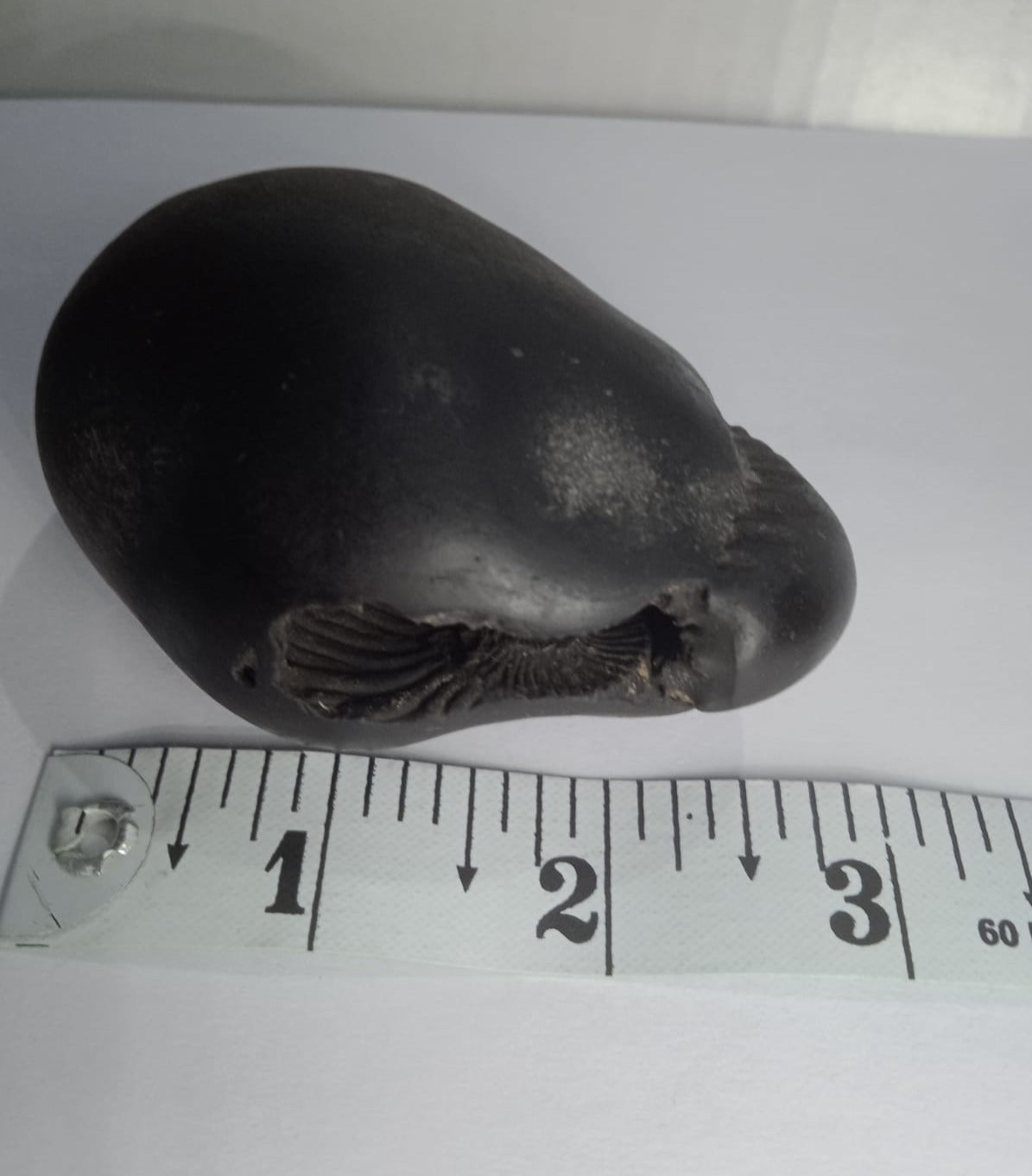 Damodar Shaligram 226g - PUSHMYCART