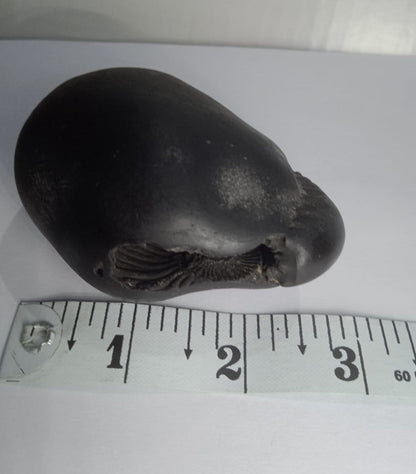 Damodar Shaligram 226g - PUSHMYCART