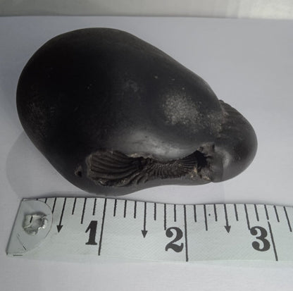 Damodar Shaligram 226g - PUSHMYCART