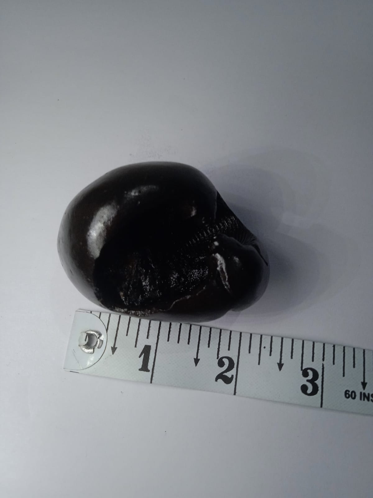 Hayagriva Shaligram from Gandaki River - PUSHMYCART