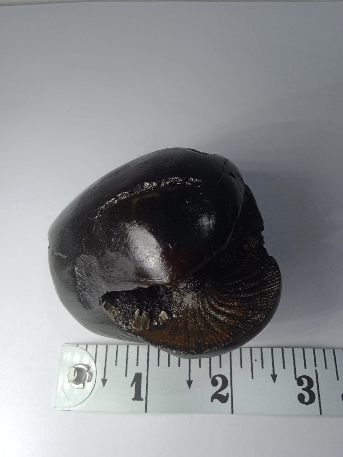 Original Hayagriva Shaligram from Gandaki River - PUSHMYCART