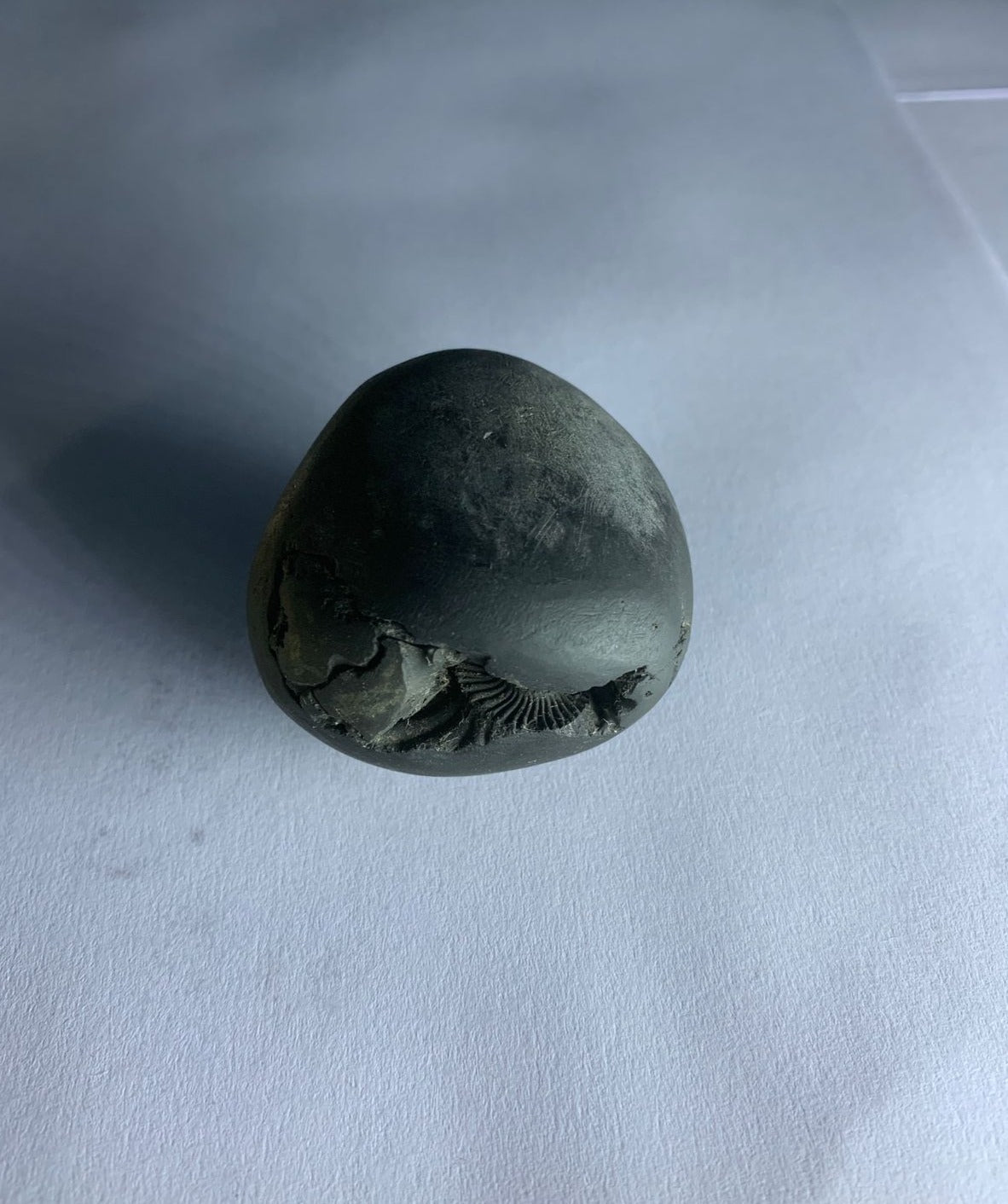 Govinda Shaligram Original from GANDAK River - PUSHMYCART