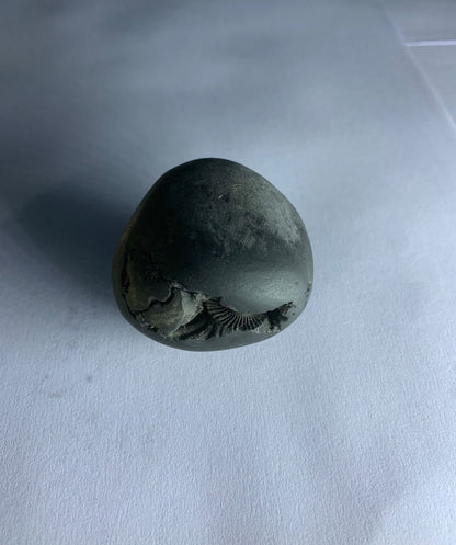 Govinda Shaligram Original from GANDAK River - PUSHMYCART
