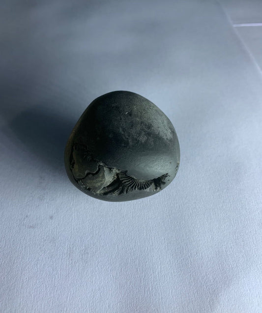 Govinda Shaligram Original from GANDAK River - PUSHMYCART